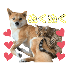 [LINEスタンプ] 柴犬さくらちゃんとベンガル猫シンバくん