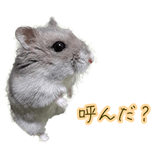 [LINEスタンプ] ハムスター（ブルーサファイア）