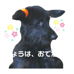 [LINEスタンプ] 犬のムーヴちゃん