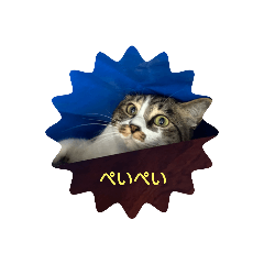 [LINEスタンプ] どんぐりゃーらいふ6.1