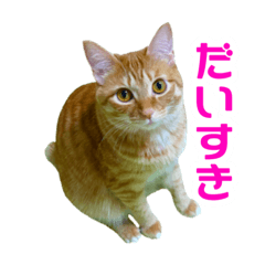 [LINEスタンプ] カブ天スタンプ1