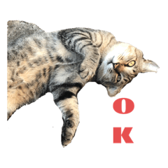[LINEスタンプ] 近所の猫ぽんたくんのスタンプ3（猫写真）