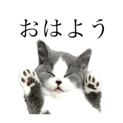 [LINEスタンプ] 仲良しにゃんこスタンプ