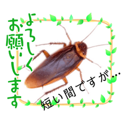 [LINEスタンプ] おもしろゴキブリスタンプ