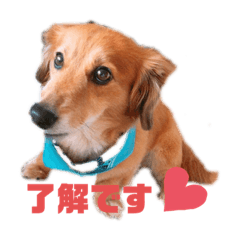 [LINEスタンプ] 銀次っス