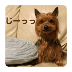[LINEスタンプ] しょこらPart④