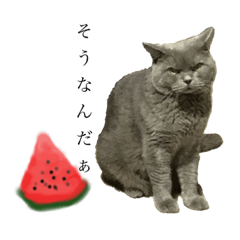 [LINEスタンプ] 夏のブリ