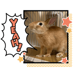 [LINEスタンプ] うさぎのコナンくん、ウメちゃん