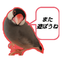 [LINEスタンプ] おへんじが上手な文鳥さんスタンプ