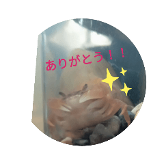 [LINEスタンプ] サワガニくんスタンプ