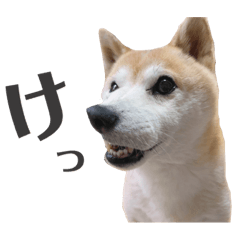 [LINEスタンプ] わが家の柴わんこ7.