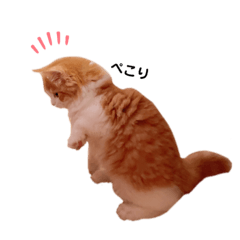 [LINEスタンプ] じゃむスタンプ1