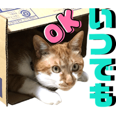 [LINEスタンプ] ねねこ猫♡実写猫〜毎日使える日常ご挨拶…