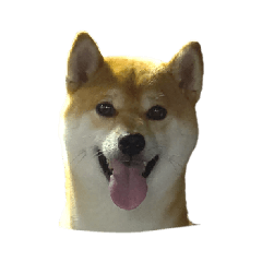 [LINEスタンプ] 柴犬くうた(顔)