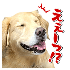 [LINEスタンプ] ゴールデン・レトリバーの日常スタンプ