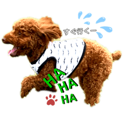 [LINEスタンプ] 赤毛☆トイプードル界代表