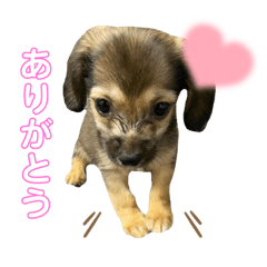 [LINEスタンプ] チワックスこたろうの画像（メイン）