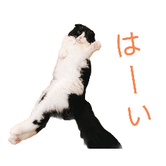 [LINEスタンプ] COCOココ