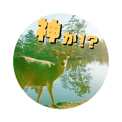 [LINEスタンプ] ならしか ～奈良の鹿たちの日常～