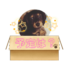 [LINEスタンプ] 愛犬らっくはむ