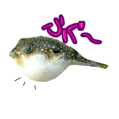 [LINEスタンプ] シュールなお魚スタンプ【万能】？