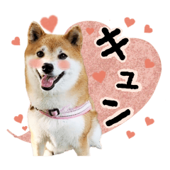 [LINEスタンプ] 柴犬ひなこちゃん♫