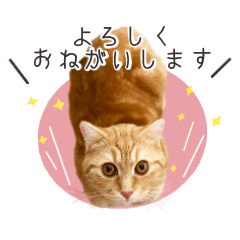 [LINEスタンプ] ミヌエットのきなこちゃん♪