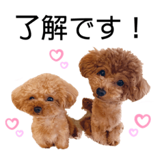 [LINEスタンプ] 我が家のくまちゃん（プードル）