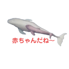 [LINEスタンプ] 空撮したスナメリ赤ちゃん達