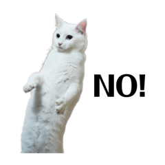 [LINEスタンプ] n.m.p（にこ・もこ・ぺこ）