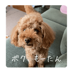 [LINEスタンプ] もーたんスタンプ！