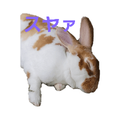 [LINEスタンプ] うちのみみちゃんです。