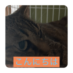 [LINEスタンプ] 飼い猫ひなのスタンプ