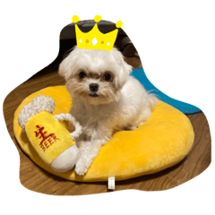 [LINEスタンプ] マルチーズみぃちゃん1歳