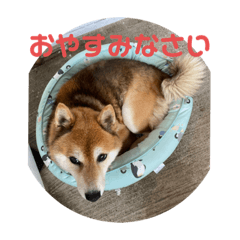 [LINEスタンプ] 柴犬チョビのスタンプ