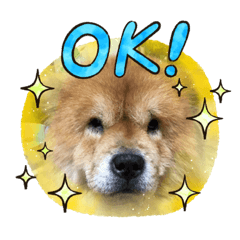[LINEスタンプ] チャウチャウ犬マミのワンワンスタンプ。の画像（メイン）