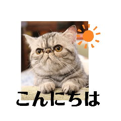 [LINEスタンプ] エキゾチックショートヘアのまるみ
