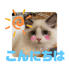 [LINEスタンプ] ふだんづかいのラグドールのラムニャン3