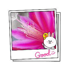 [LINEスタンプ] お花日常用語