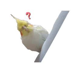 [LINEスタンプ] オカメインコのトッポさん