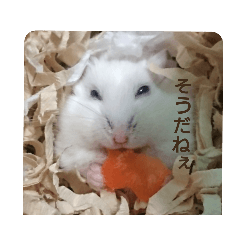 [LINEスタンプ] ハムスターのこむぎさん2