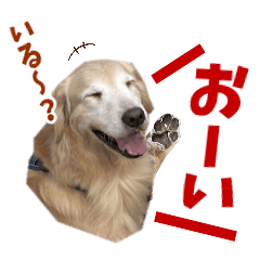 [LINEスタンプ] Golden Retriever 9 日常