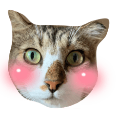 [LINEスタンプ] 〜ねこねこ日和〜