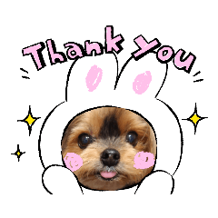 [LINEスタンプ] ヨーキーロビンの毎日スタンプ2