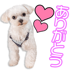 [LINEスタンプ] 長安家のレオちゃん