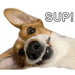 [LINEスタンプ] 犬のこなつスタンプ3