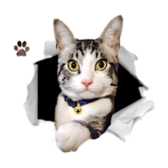 [LINEスタンプ] こてつ君LINEスタンプ