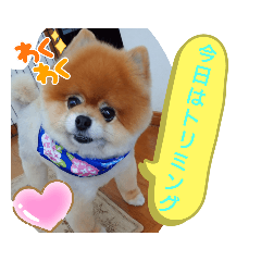 [LINEスタンプ] ポメラニアン,ラブの日々6