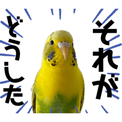 [LINEスタンプ] お家のインコさんたち（Team SiX）