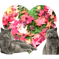 [LINEスタンプ] 猫と紅葉